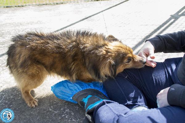 Bush: un simpatico orsetto di 10 kg Foto 2